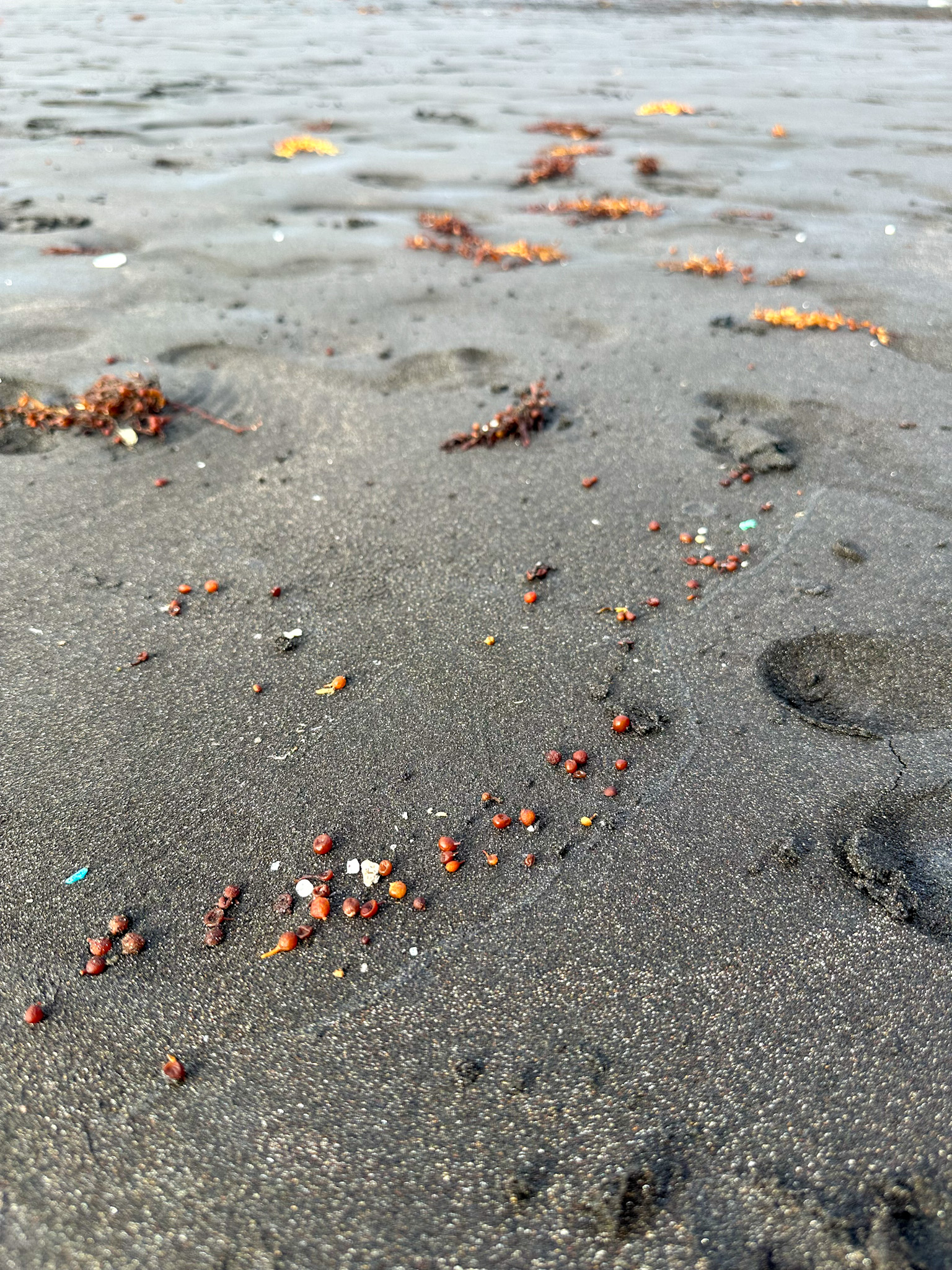 benijo black sand beach