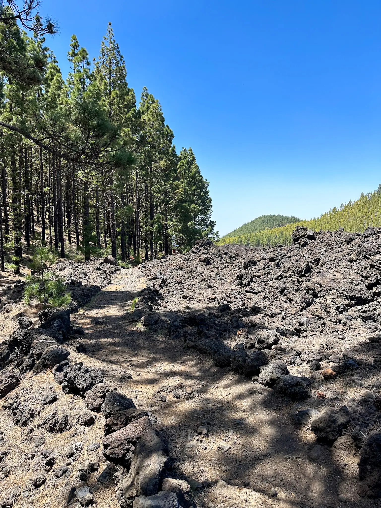 pine forest on the road to teide